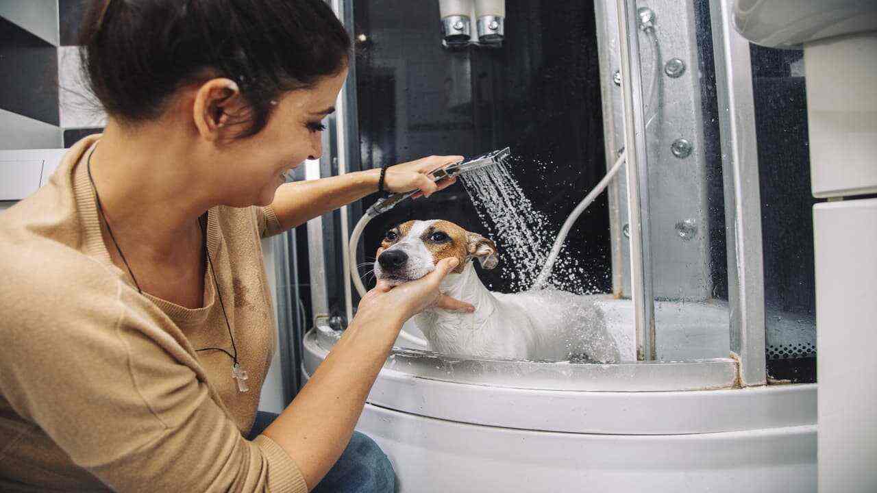 Lavare in casa un cane di piccola taglia