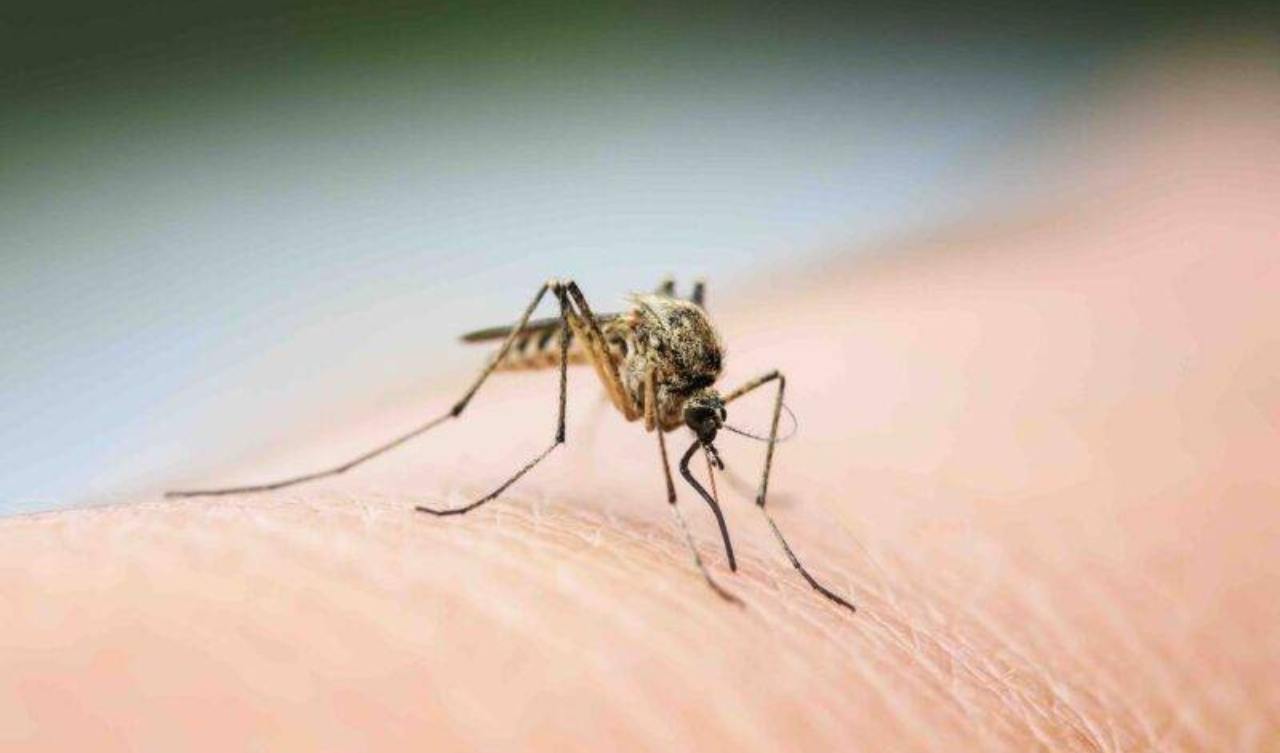 Rimedi naturali contro le zanzare: