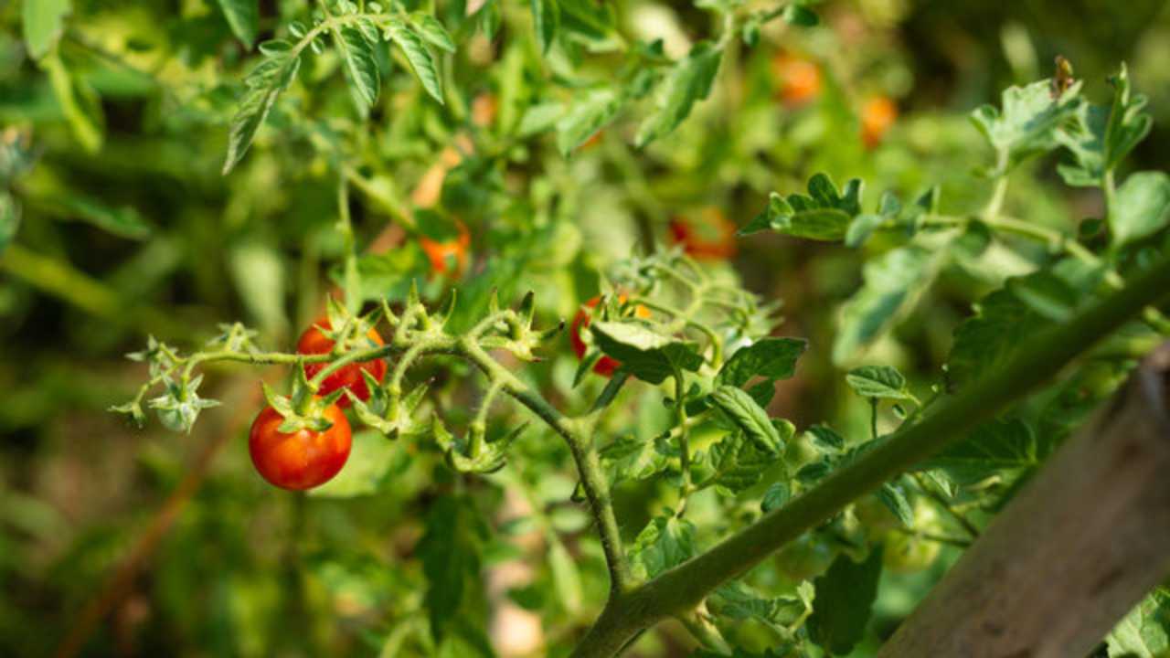 Coltivare i pomodori in vaso