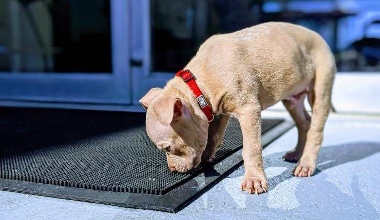 Educare il cane a fare i bisogni sulla traversina