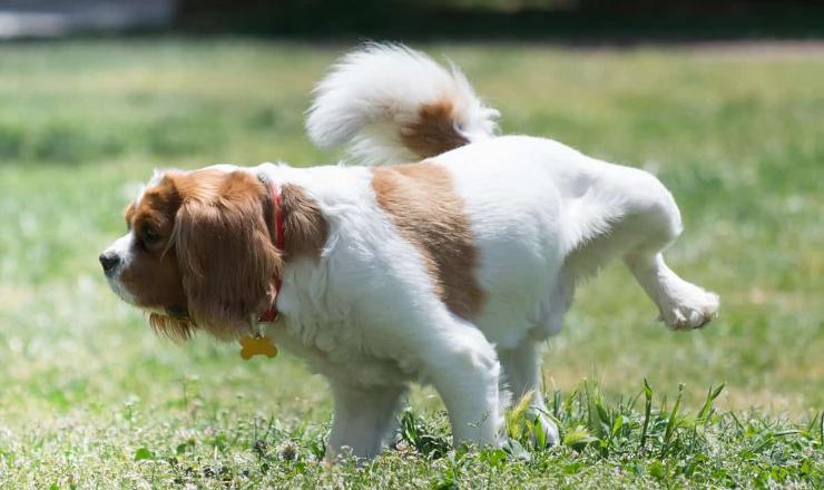 Educare il cane a fare i bisogni sulla traversina