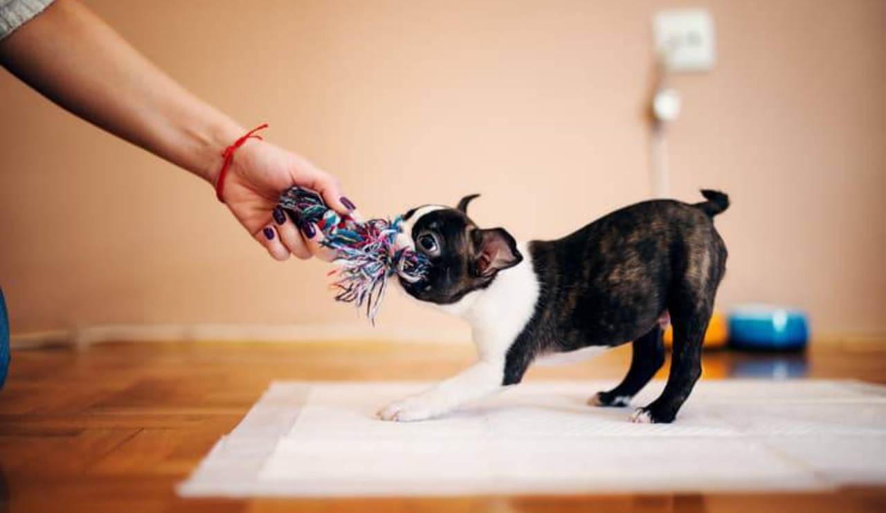 educare il cane a fare i bisogni sulla traversina