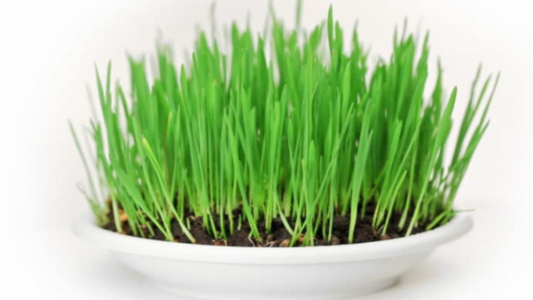 Come si coltiva l'erba gatta proprietà e cure necessarie