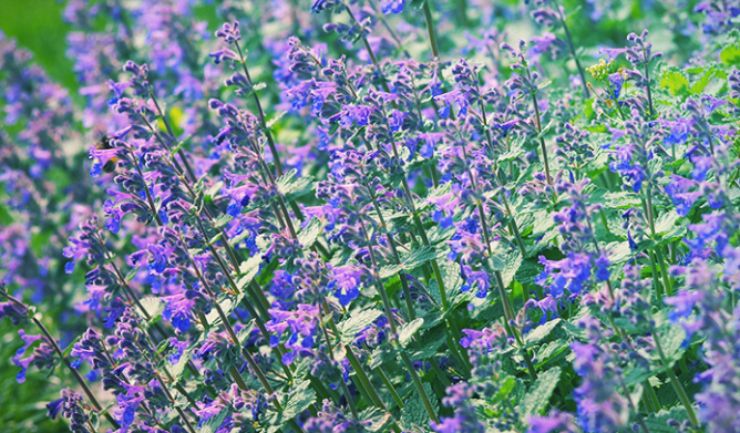 Catmint, Nepeta Cataria, In Pot Stock Photo - Foto 2