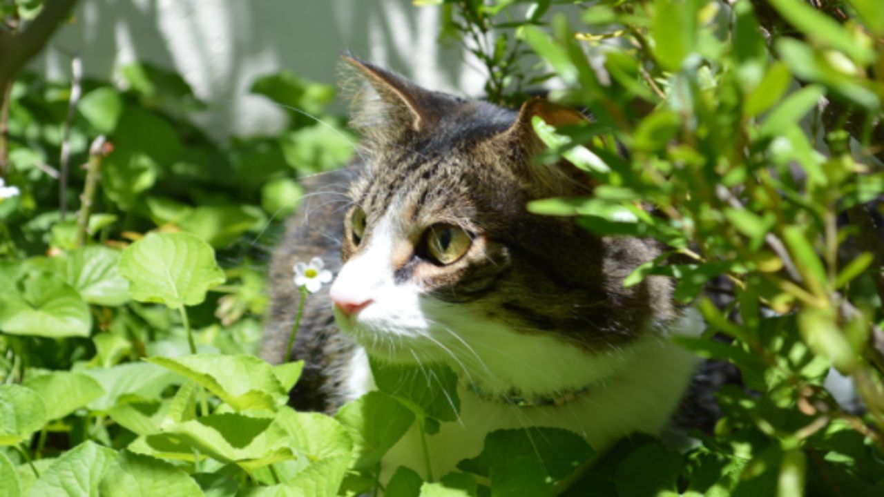 Come allontanare i gatti dalle piante