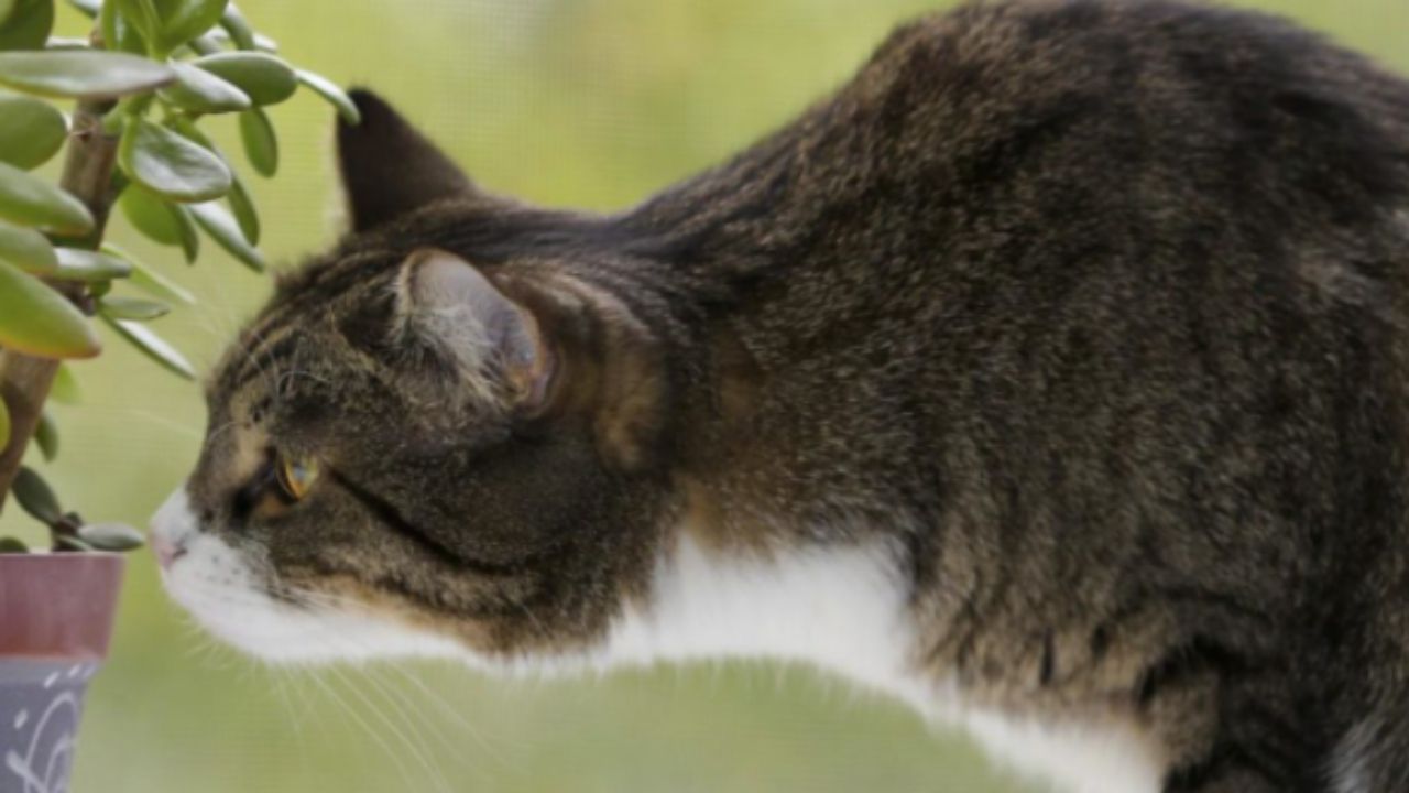 Gatti e piante: ecco le 5 specie più pericolose per loro