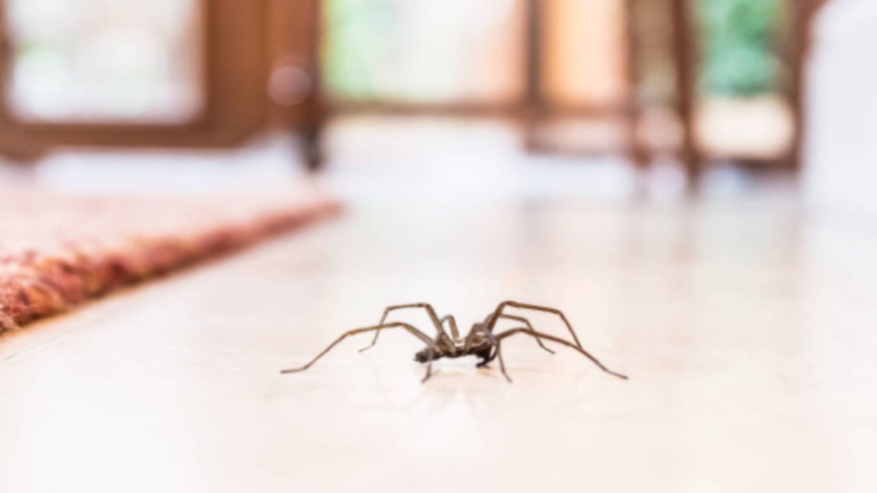 Come allontanare i ragni da casa: i rimedi più efficaci per riuscirci