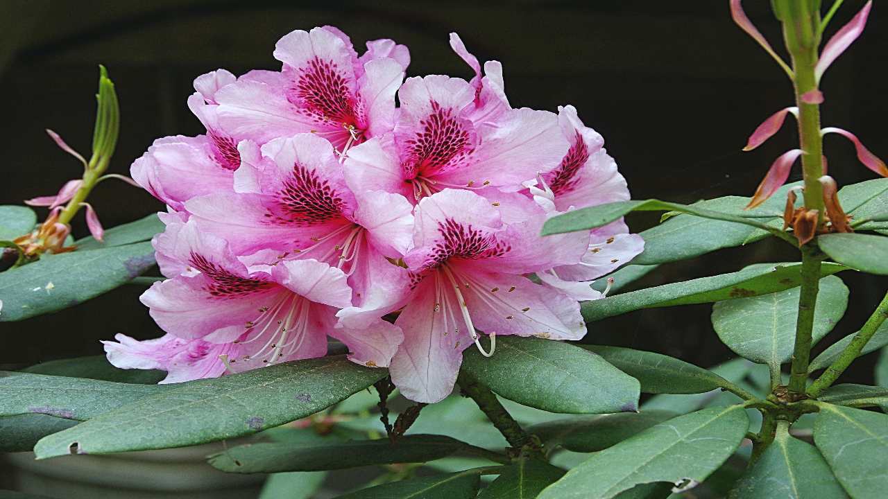 Rododendro coltivazione