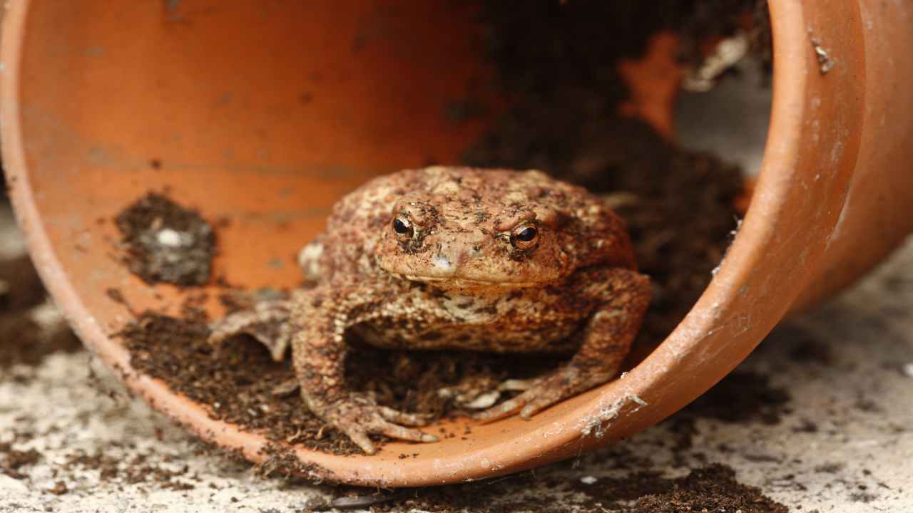 Rana in giardino cosa fare