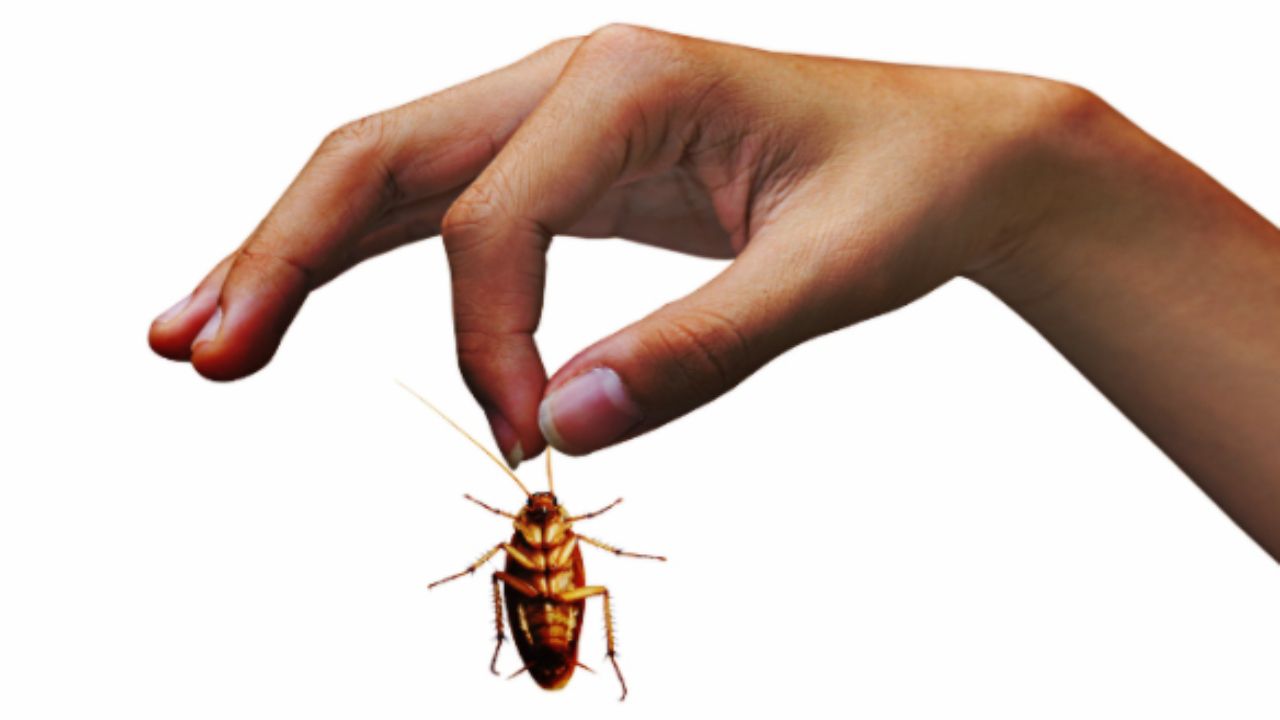 Come allontanare gli scarafaggi: i rimedi per debellarli definitivamente