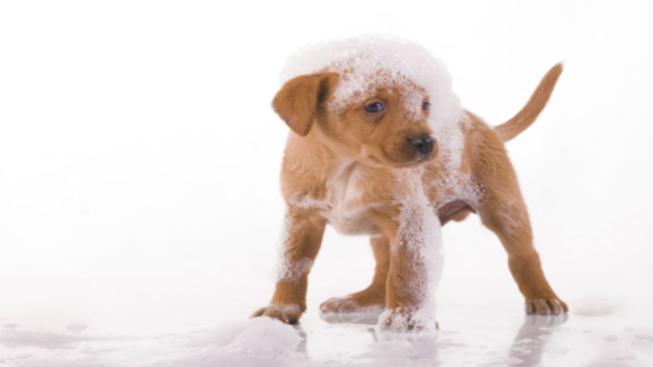 Toelettatura cani: gli step per effettuarla in maniera impeccabile