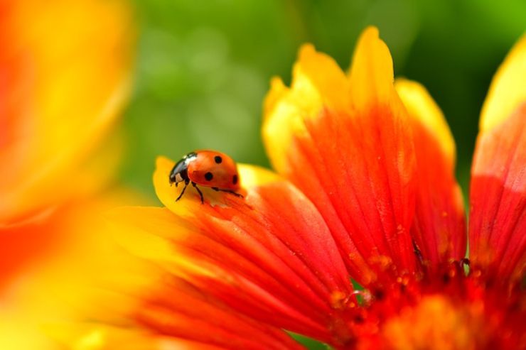 Come allontanare le coccinelle dalle piante: consigli utili