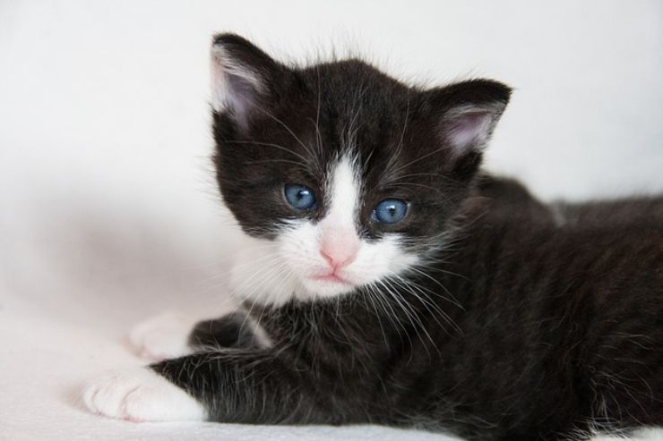 Gatti e fusa: cosa si cela dietro questo fenomeno?