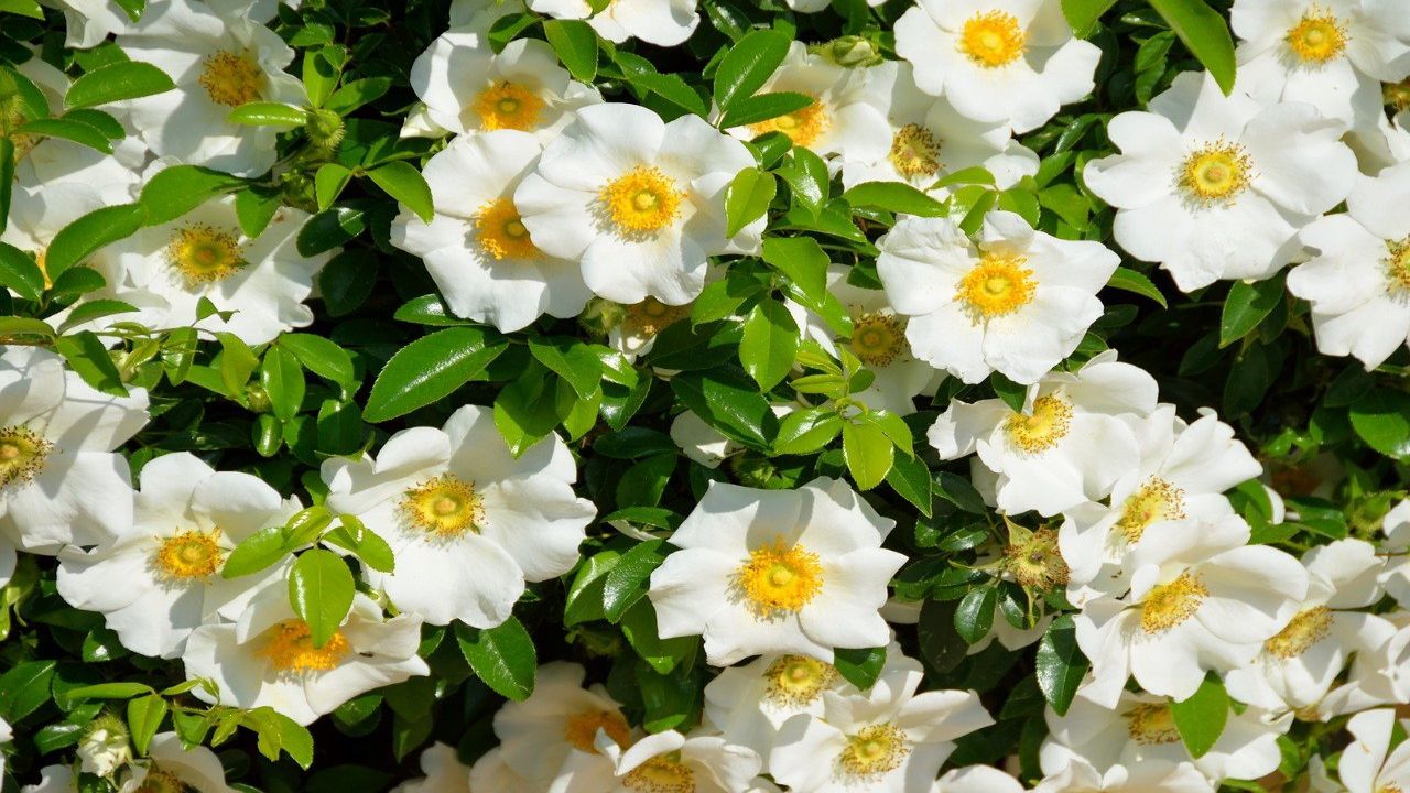 Gardenia: come coltivarla e ottenere una ricca fioritura