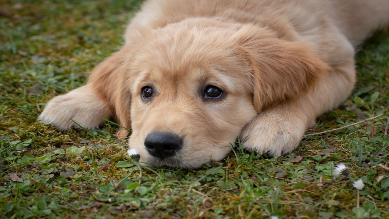 Tremore nei cani: le cause più comuni