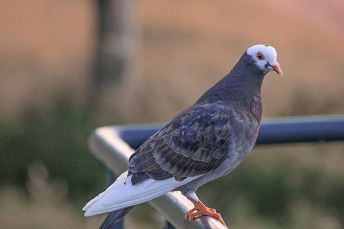 Come Allontanare Le Lucertole Dal Balcone