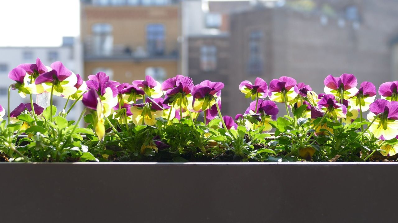 Balcone esposto a nord: le piante più adatte