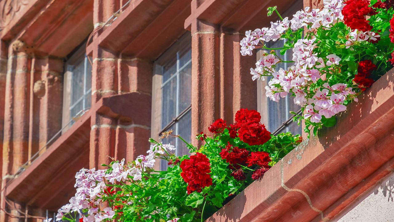 Balcone esposto a sud: le piante più adatte