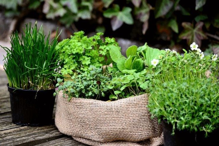 Balcone esposto a sud: le piante più adatte