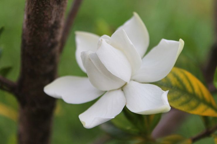 Gardenia: come coltivarla e ottenere una ricca fioritura