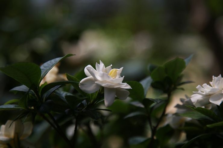 Gardenia: come coltivarla e ottenere una ricca fioritura
