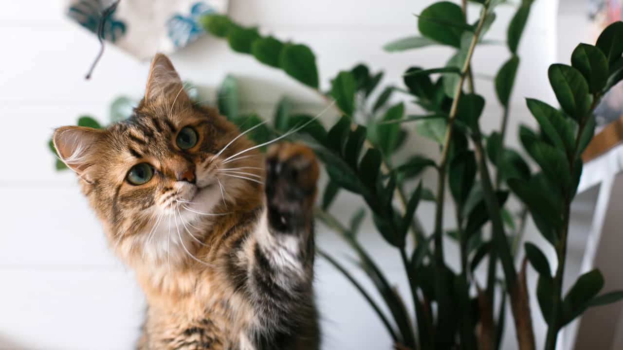 gatti casa piante