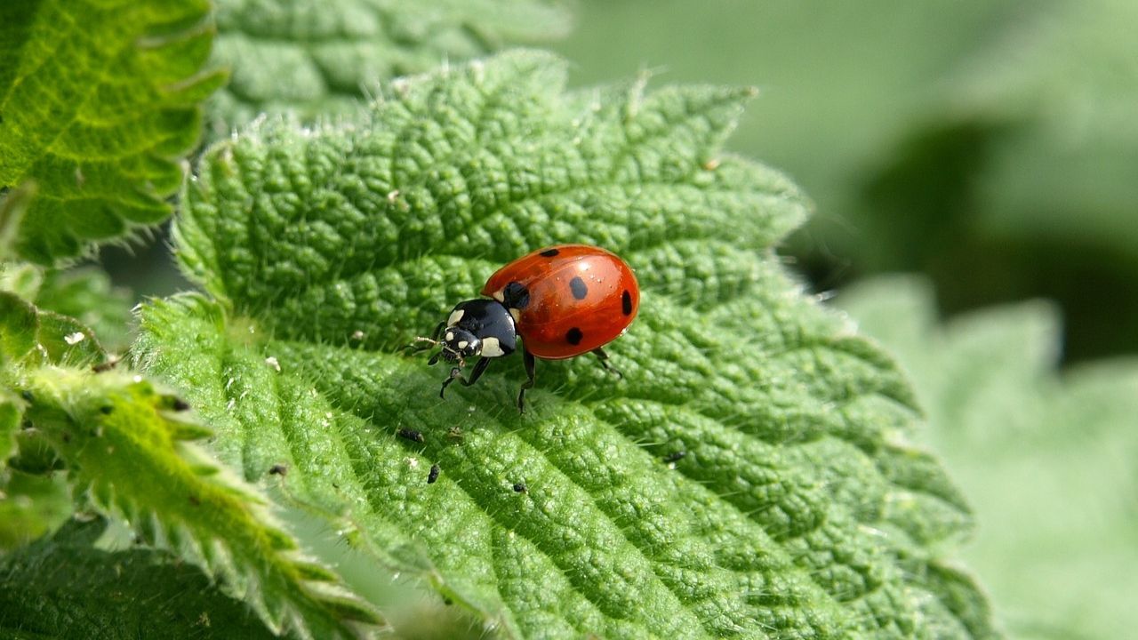 Come allontanare le coccinelle dalle piante: consigli utili