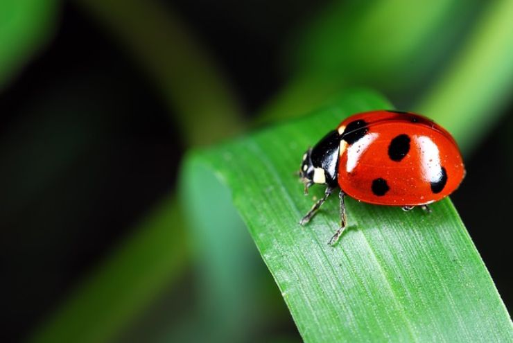 Come allontanare le coccinelle dalle piante: consigli utili