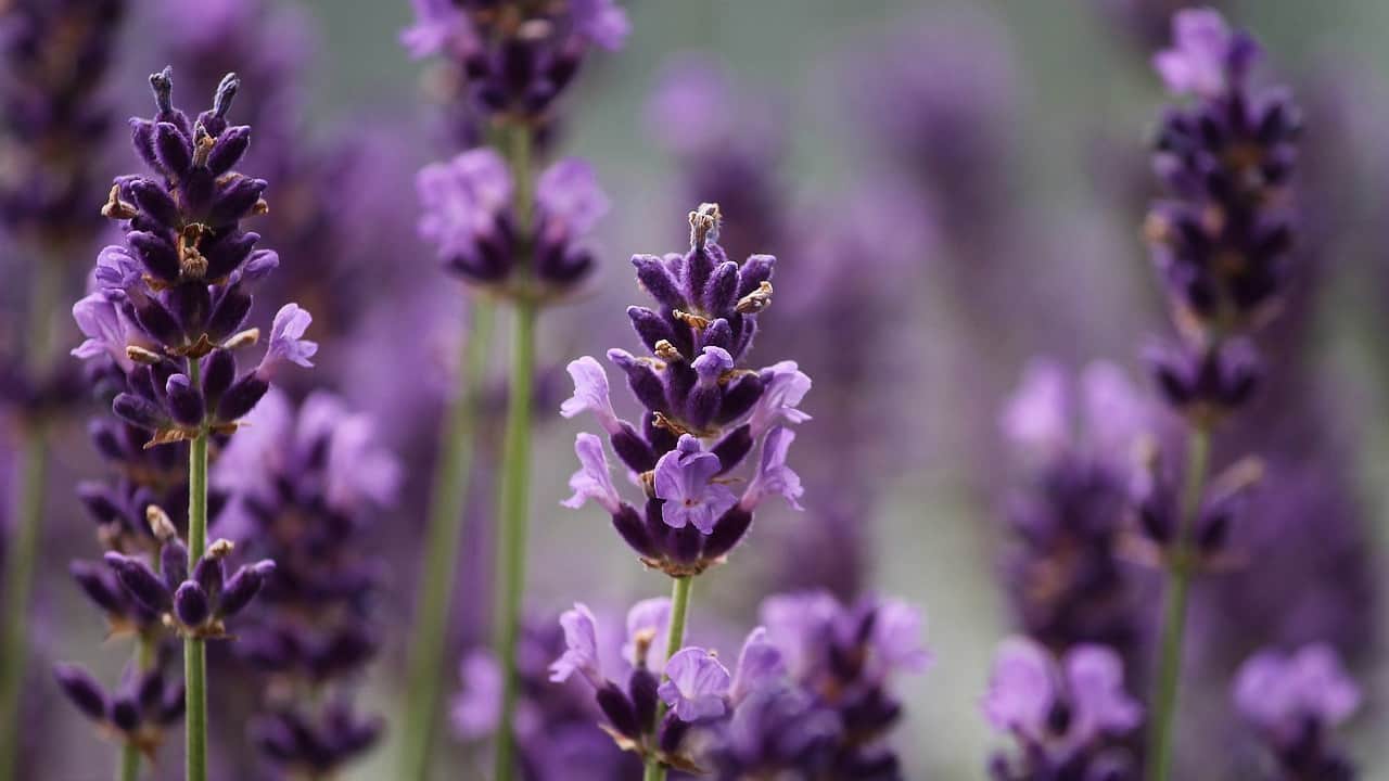 coltivare lavanda vaso