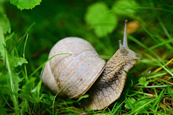 Tenere Lontane Le Vipere Dal Giardino