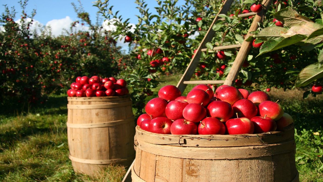 Quando mangiare la mela e la frutta in generale