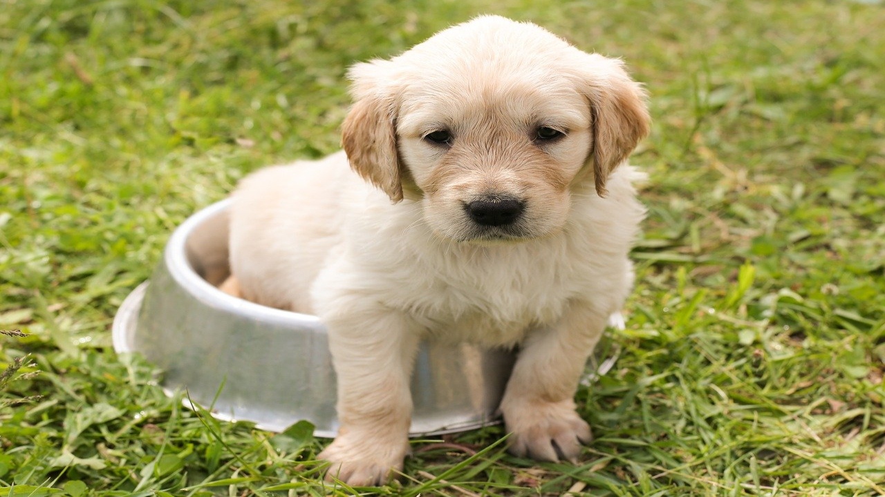 Come educare un cucciolo di cane durante il primo anno di vita