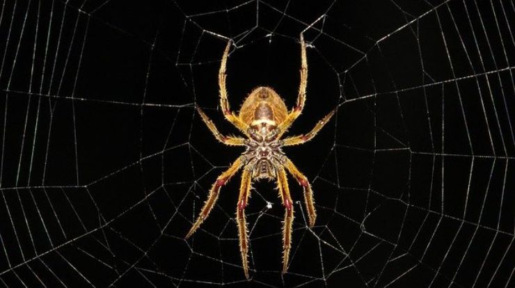 Come superare la paura dei ragni: il metodo più usato contro l'aracnofobia