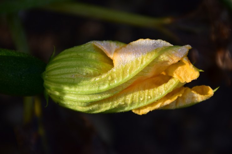 Come pulire le zucchine