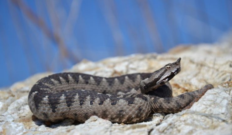 Morso di vipera