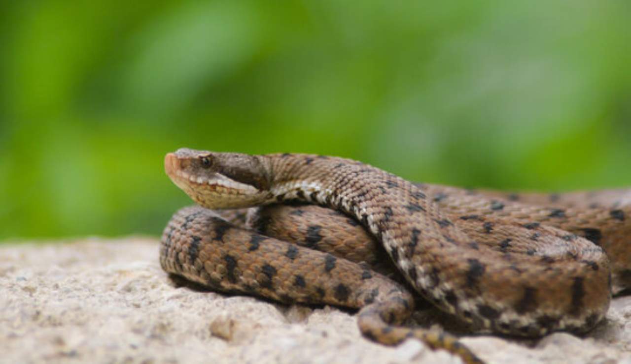 Morso di vipera