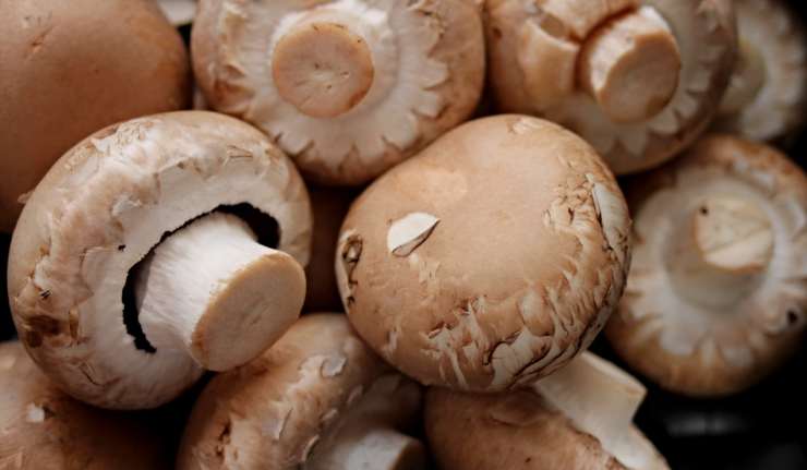 Pulire i funghi champignon
