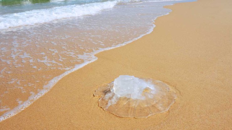 Puntura di medusa: cosa fare
