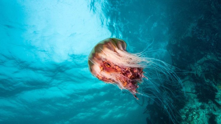 Puntura di medusa: cosa fare