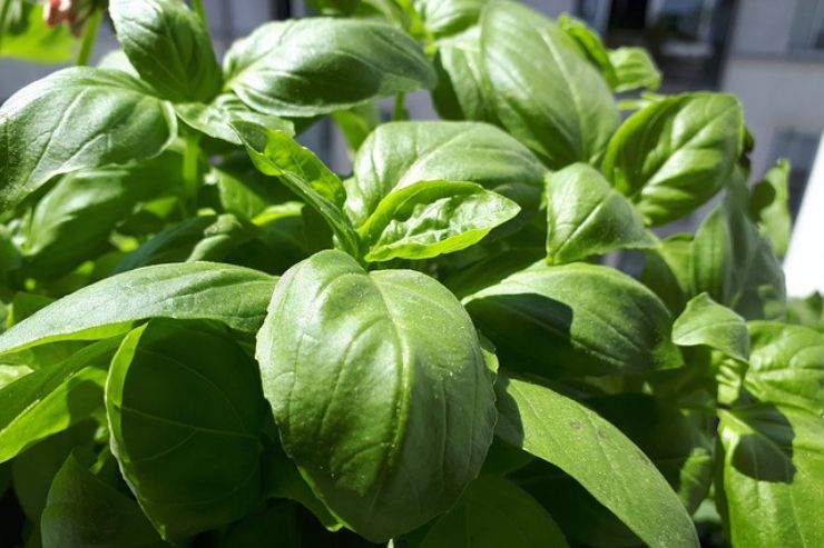 Pesto: quanto tempo può essere conservato?