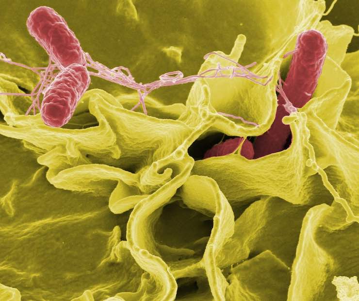 batterio salmonella