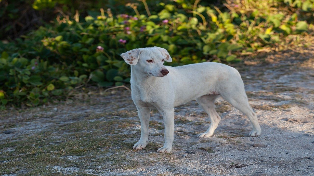 Trovare cane abbandonato: cosa fare per aiutarlo