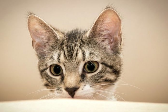 Quanto Resiste Un Gatto Senza Fare Pipì