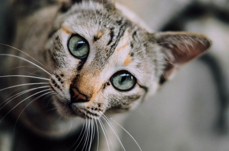 Adottare un gatto: gli aspetti da considerare prima di farlo