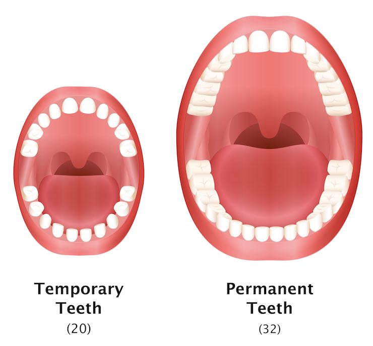 denti da latte e denti definitivi
