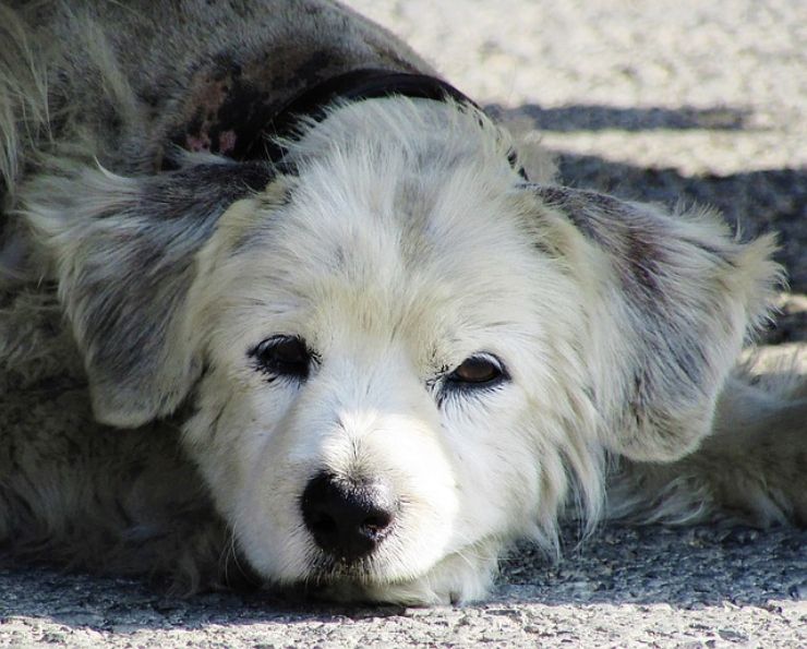 Trovare cane smarrito: cosa fare per aiutarlo