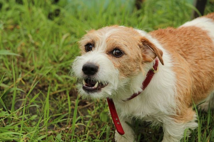 Cosa significa quando i cani abbiano?