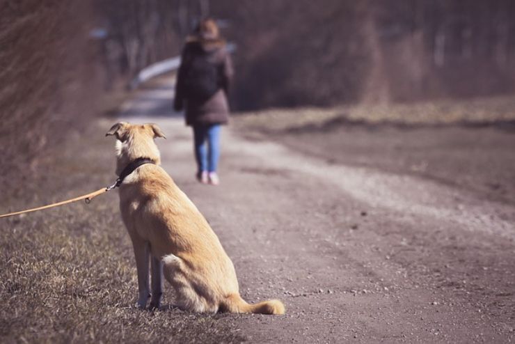 Trovare cane smarrito: cosa fare per aiutarlo