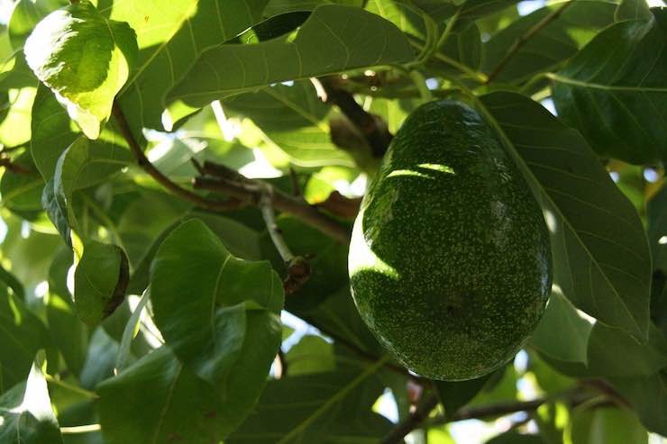 frutto pianta avocado