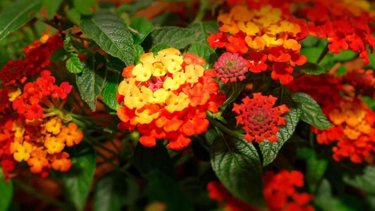 lantana come curare pianta